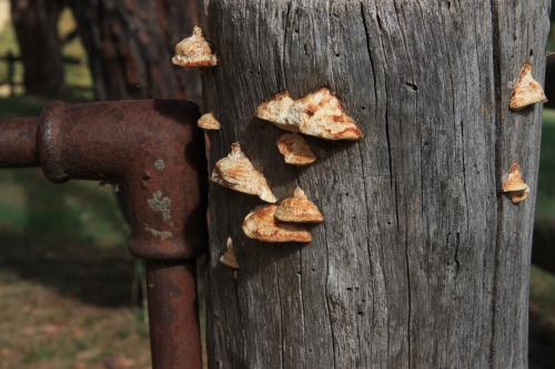 Fungi